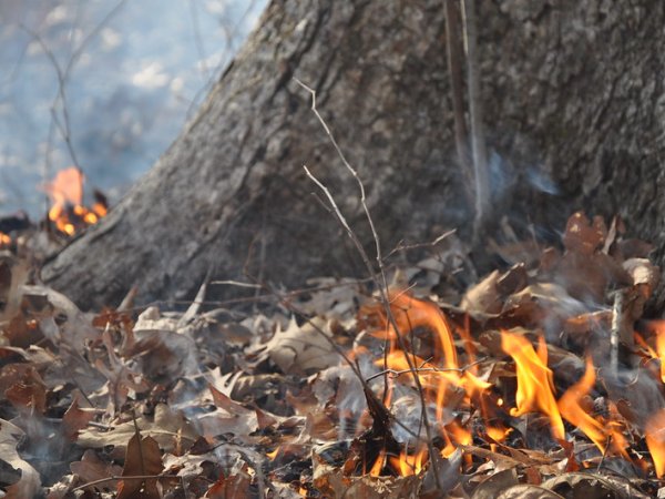 Fire slowly creeps along in the dry leaves on a forest floor