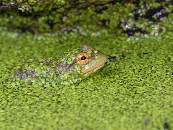 American bullfrog looking through duckweed in a lake