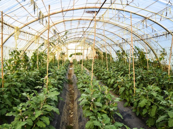 Food growing in a greenhouse in Africa
