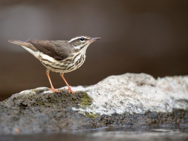 Louisiana Waterthrush perched on a large boulder in the water as it searches for small insects and invertabrates to eat