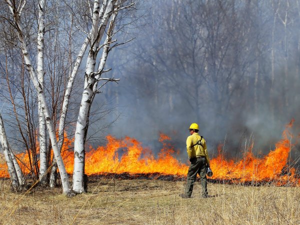 A man standing near flames in a prescribed burn