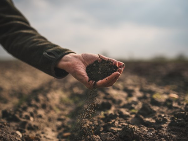 A hand holds soil in a field