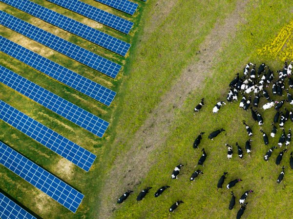 A herd of cows grazing near a solar power plant