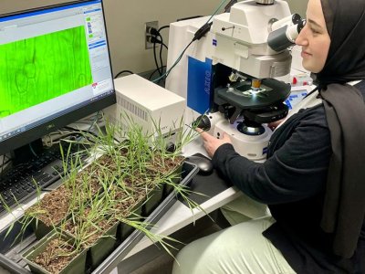 $1.45M NSF grant to fund new research into how grasses thrive in dry climates | Penn State University