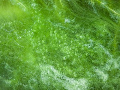 Close up of algae 