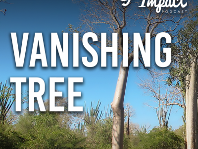 Growing Impact: Vanishing tree