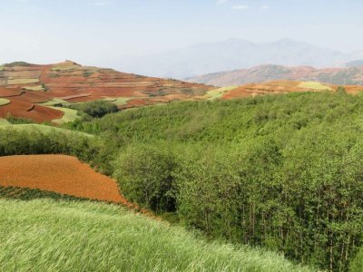 Afforestation - the creation of new forest - among cropland in Yunnan Province, China.