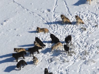 Viruses could cause wolves to change colors