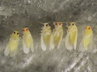 whiteflies lined up