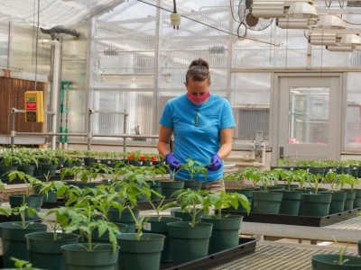 Above-ground microbial communities that quell plant diseases can be developed | Penn State University