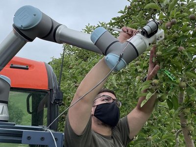Agricultural engineers design early step for robotic, green-fruit thinning  | Penn State University