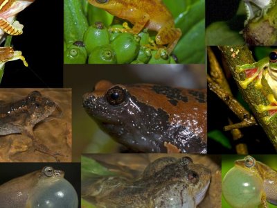 Agroforests in the tropics provide key conservation landscapes for amphibians  | Penn State University