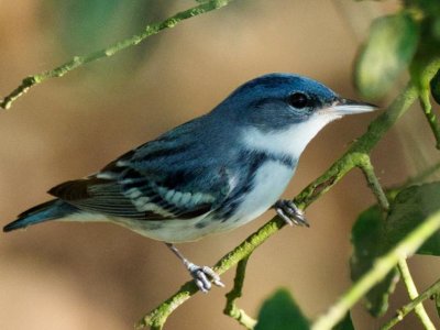 Although most support avian conservation, few recognize current plight of birds | Penn State University