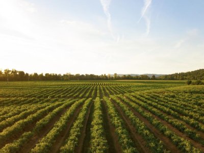 Analysis of U.S. farms offers clearer, more nuanced picture for policymakers | Penn State University