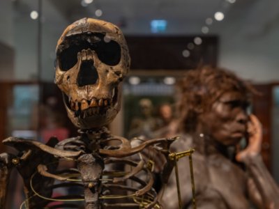 How the skeletons of our prehistoric ancestors evolved to modern human frames (Credit: brunocoelho/Shutterstock)