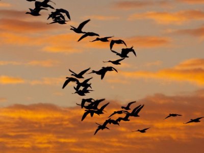 Antibiotic-resistant Salmonella strains not seen in migrating wild birds | Penn State University
