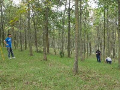 Ash trees may be more resilient to warming climate than previously believed  | Penn State University