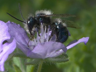 Bee populations at risk of one-two punch from heat waves, pathogen infection | Penn State University