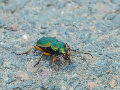 Beetles on the brink: climate change is pushing them to the limit, and this is bad news for agriculture