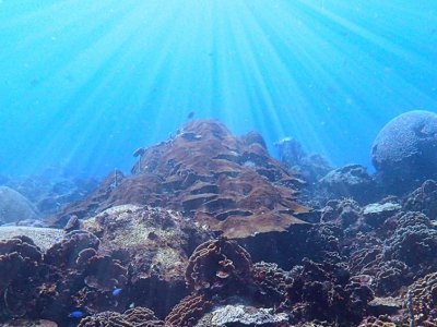 Better access to sunlight could be lifeline for corals worldwide, study finds | Penn State University