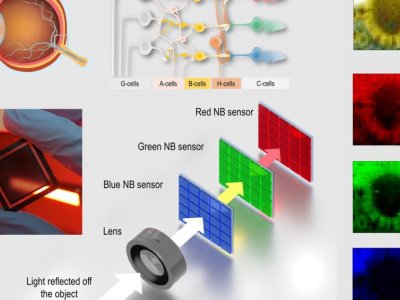 Bio-inspired device captures images by mimicking human eye | Penn State University