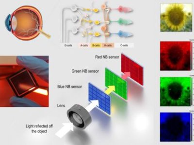Bio-inspired device captures images by mimicking human eye