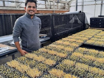 Biofortification of microgreens with zinc could mitigate global ‘hidden hunger’ | Penn State University