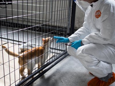 Bird Flu Is Infecting Cats (and the Occasional Dog).