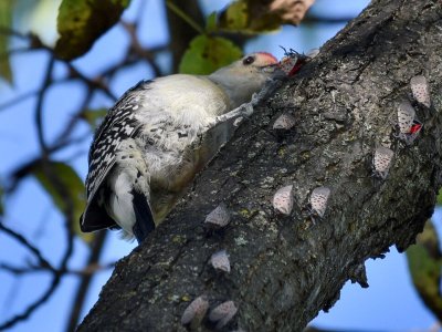 Birds Are One Line of Defense Against Dreaded Spotted Lanternflies
