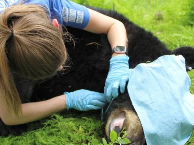 Black bears could play important role in dispersal of pathogen-carrying ticks | Penn State University