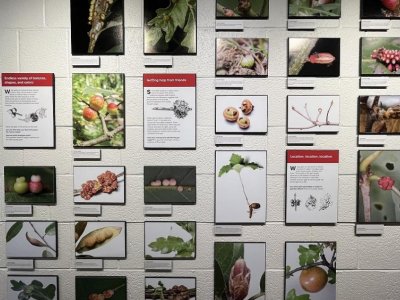 Buzzy new exhibit opens at the Frost Entomological Museum | Penn State University