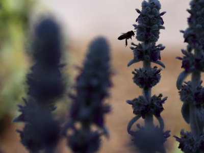 California Poised To Restrict Bee-Killing Pesticides