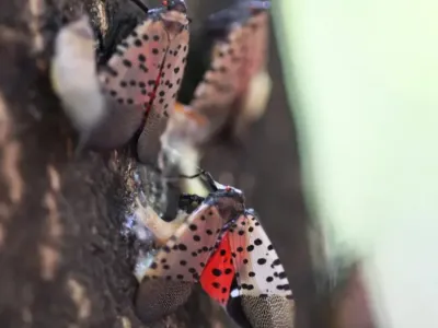 Can you eat a spotted lanternfly?
