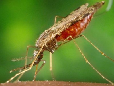 Cancer drug could potentially be used against malaria | Penn State University
