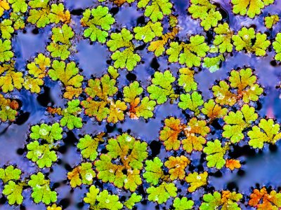 Carolina azolla plant could help reduce global food insecurity