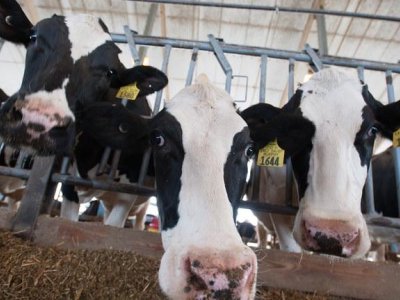 Cattle on low-protein rations may need amino acid supplement to boost milk yield | Penn State University