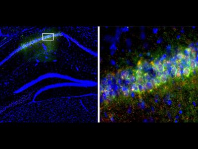 Circadian clock gene helps mice form memories better during the day | Penn State University