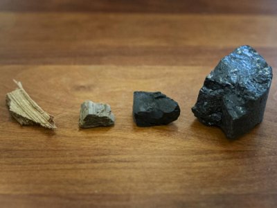 Coal creation mechanism uncovered | Penn State University