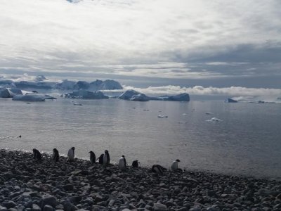 College of Ag Sciences planning new embedded course with travel to Antarctica | Penn State University