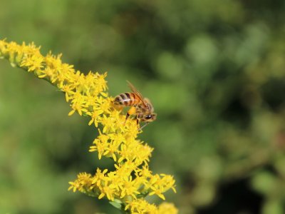 bee gathering pollen on flower