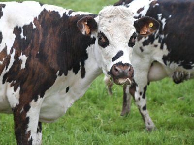 Minimum dairy pricing policy could expand production, affect water quality