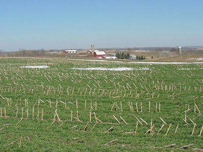 Field with winter rye cover crops
