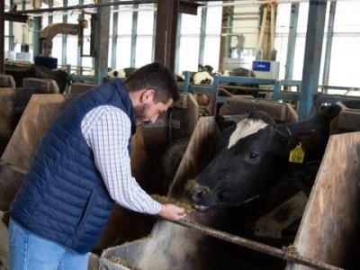 Dairy cows fed botanicals-supplemented diets use energy more efficiently | Penn State University