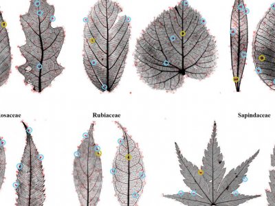 Decoding the leaf: scientists search for features to ID modern, fossil leaves | Penn State University