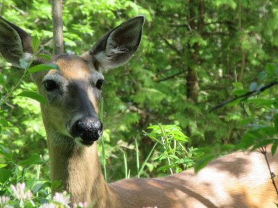 Deer may be reservoir for SARS-CoV-2, study finds | Penn State University