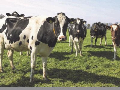 Distinguished professor edits book on sustainable dairy cattle nutrition | Penn State University