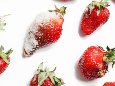Do Moldy Berries Ruin the Whole Batch?