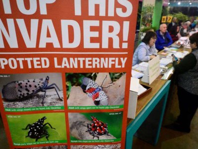 Does squishing invasive lanternflies really help stop their spread?