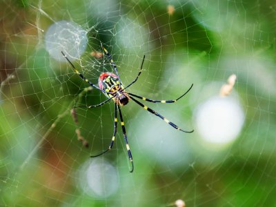 Don't fear the giant, venomous spider: Scientists say the invasive JorÅ spider is getting a bad rap