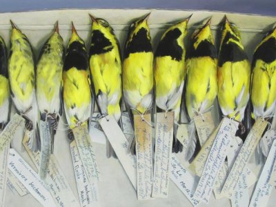 Extinct warbler’s genome sequenced from museum specimens | Penn State University